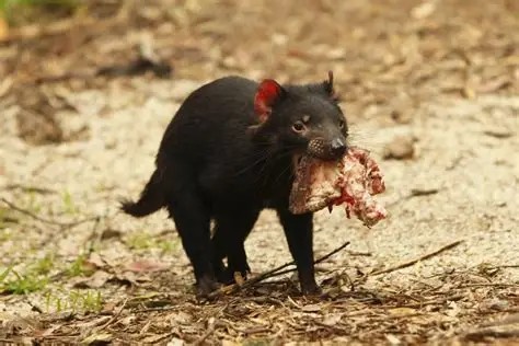 1. Nutrition Tasmanian Devil Meeting