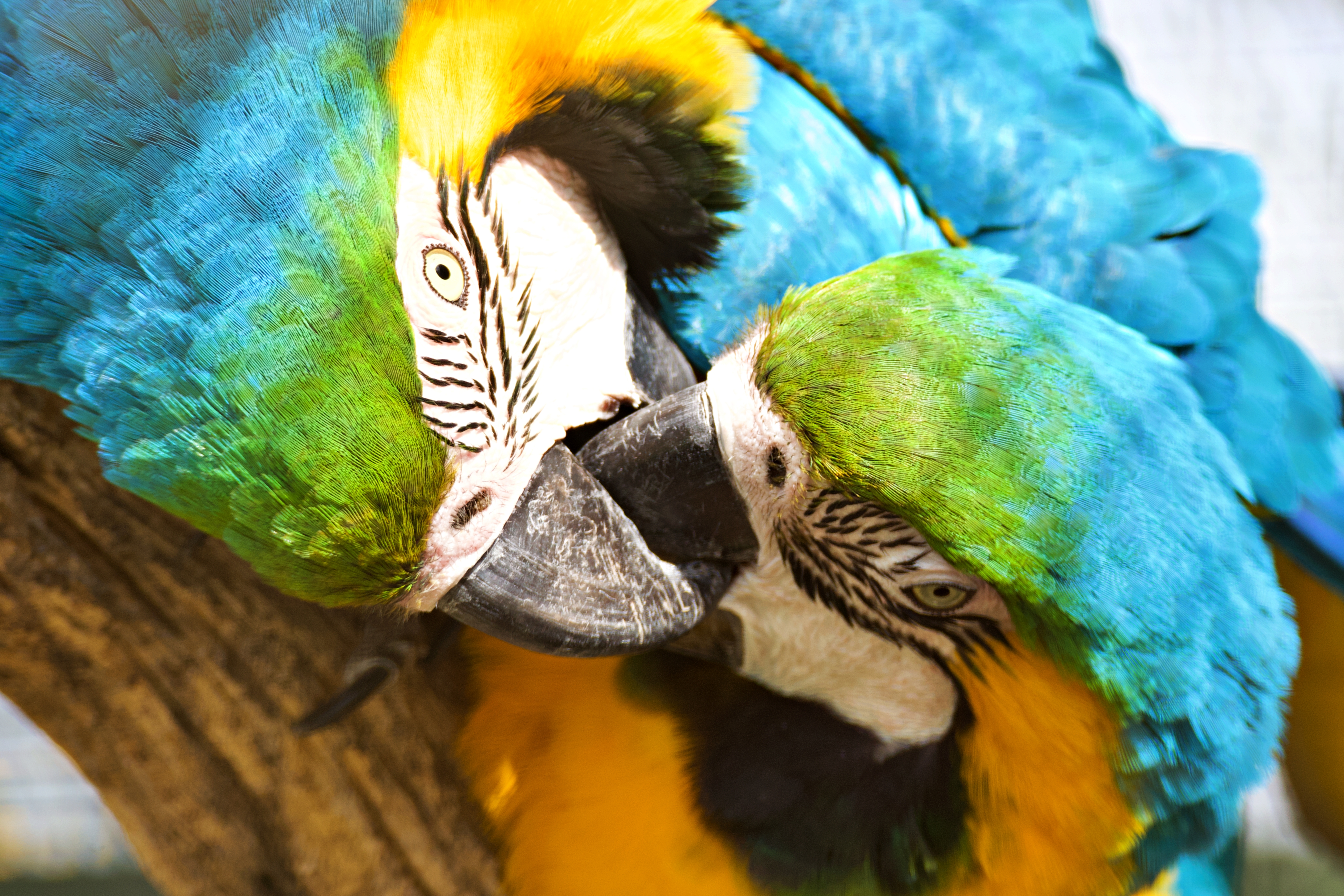 5. Mental State Macaws