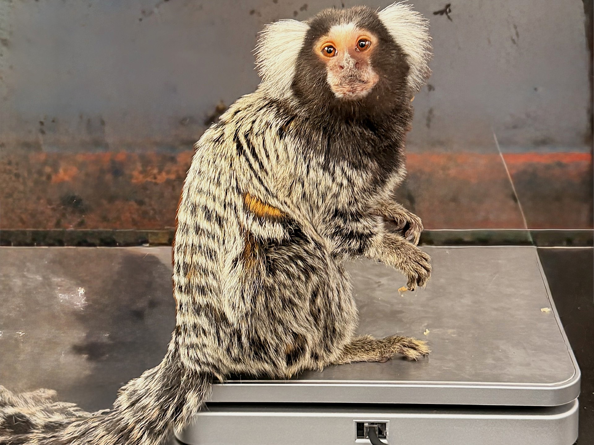 3. Health Marmoset