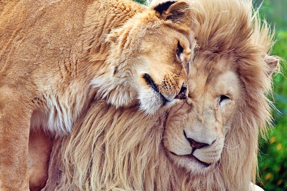 4. Behaviour Lions