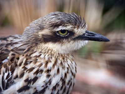 Bush Stone Curlews