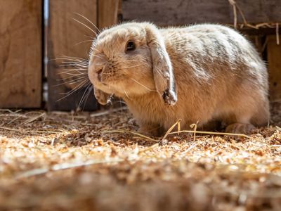 Rabbits (1)