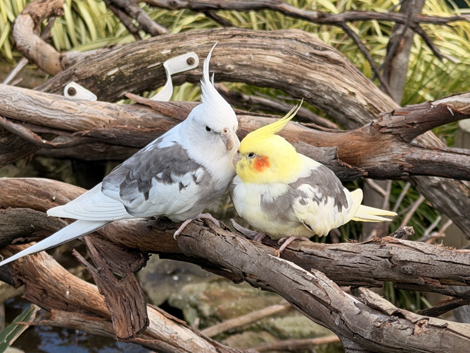 Cockatiels 3