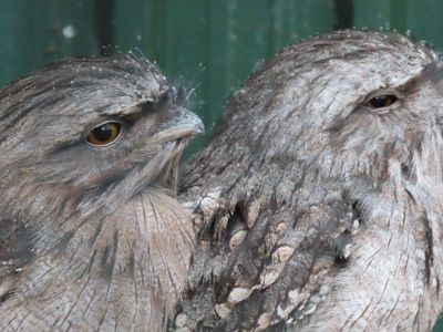 Frogmouth