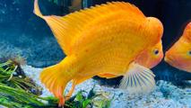 Side Fish Banner 1600X900