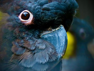 Yello Tailed Black Cockatoos
