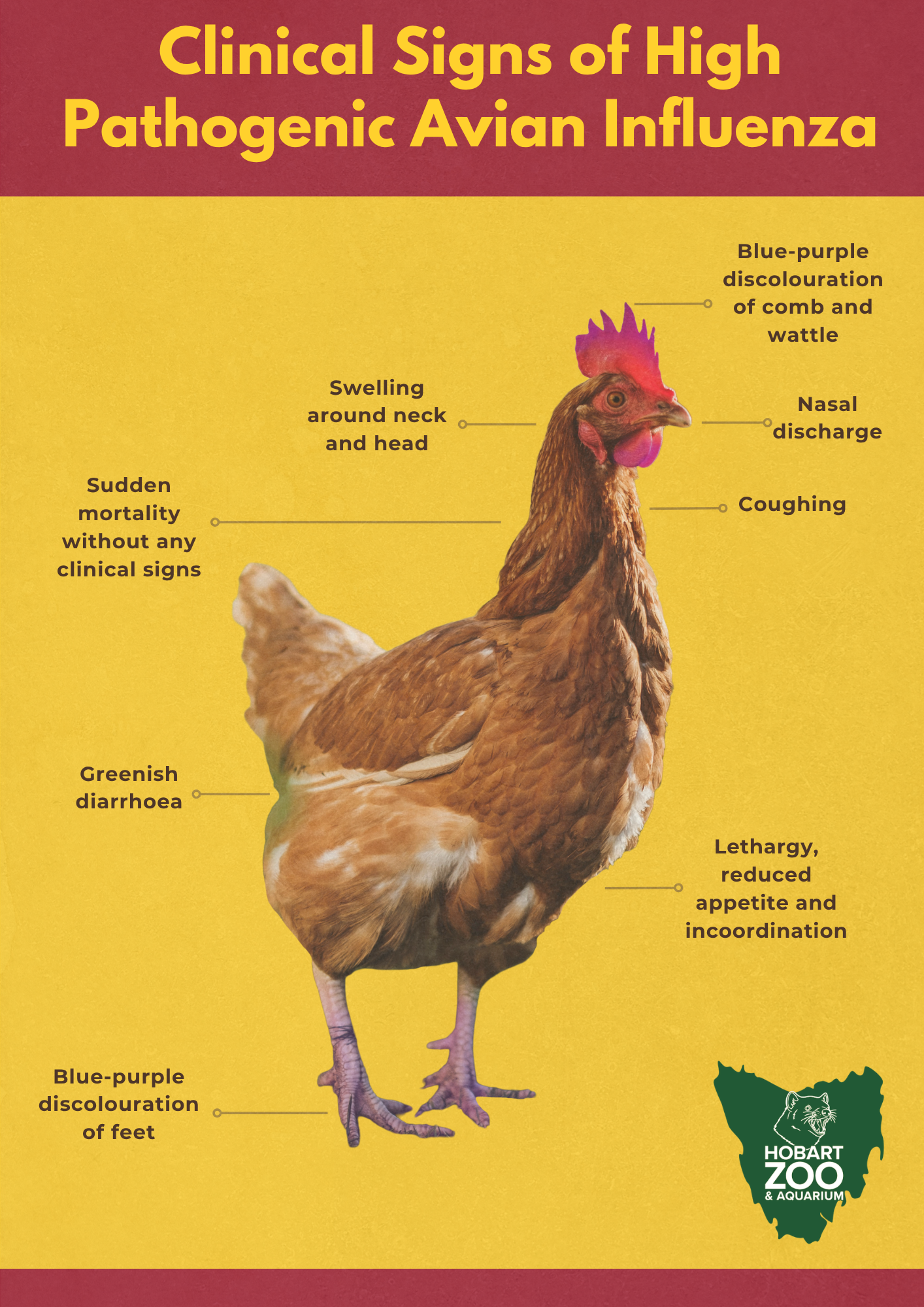 What is Bird Flu? poster