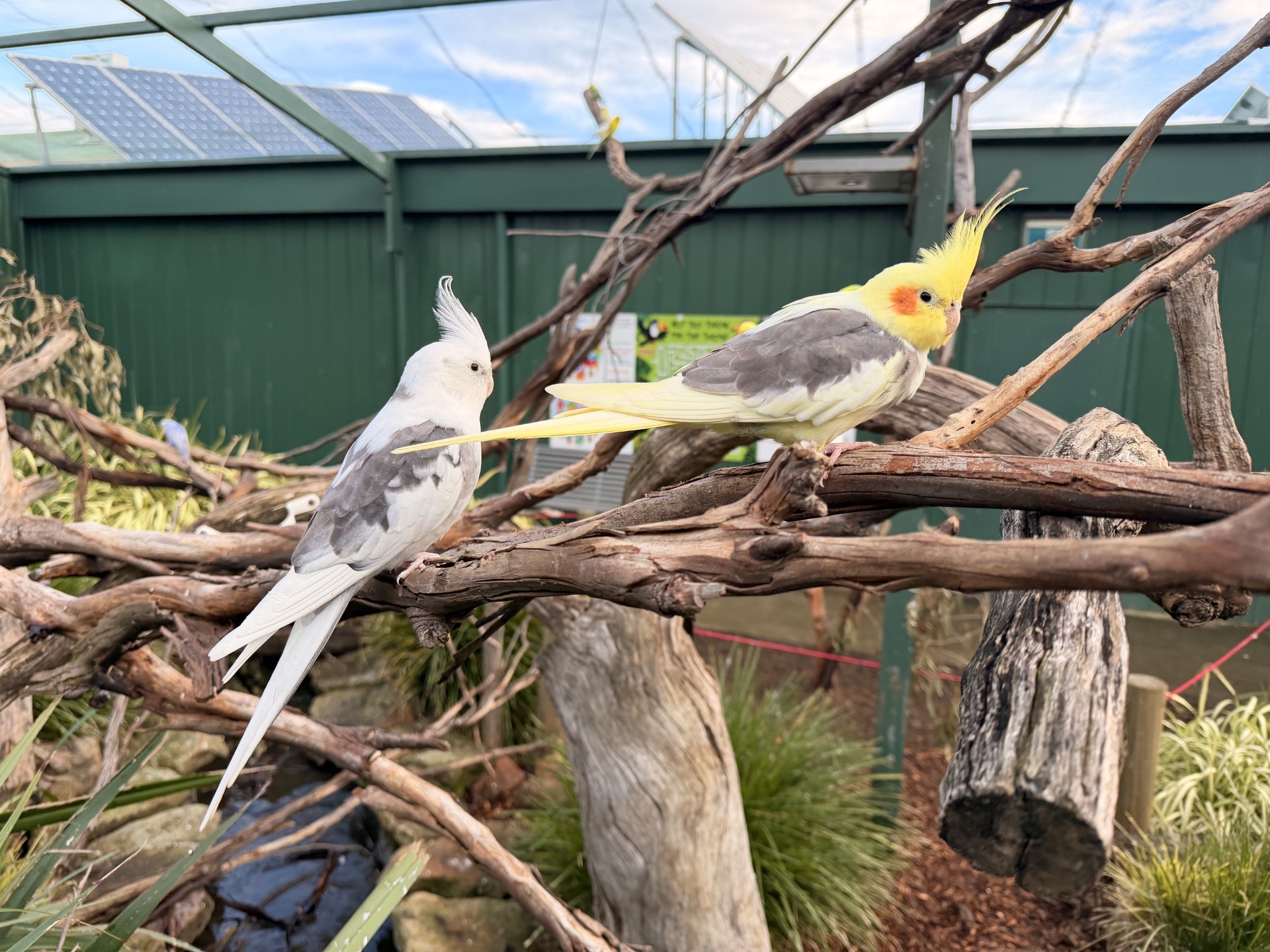 Cockatiels 1