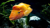 Hobart Zoo Banner Orange Fish 1600X900
