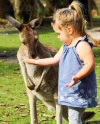 Biggirl Kangaroo