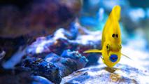 Hobart Zoo Banner Yellowfish 1600X900