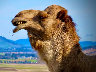 Camels