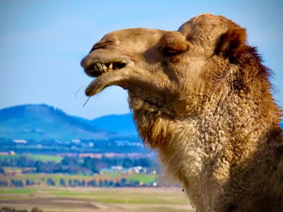 Camels