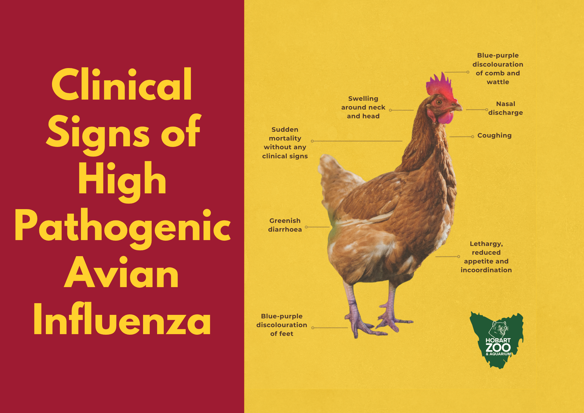 Copy Of Copy Of HZAA Bird Flu Posters Portrait.Pdf (A4 (Landscape))