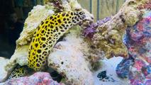 Eel Banner 1600X900