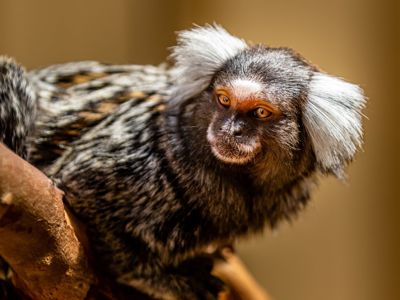 Marmosets3 (1)