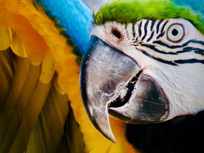 Blue And Yello Macaws