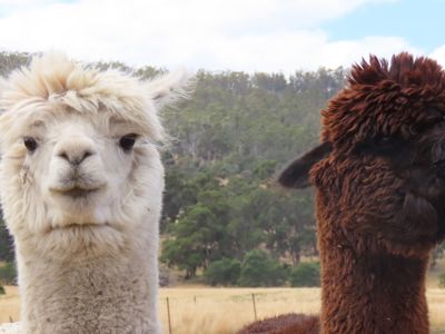 Alpaca