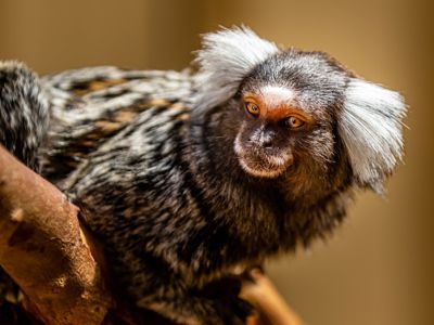 Marmosets3