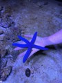 Starfish
