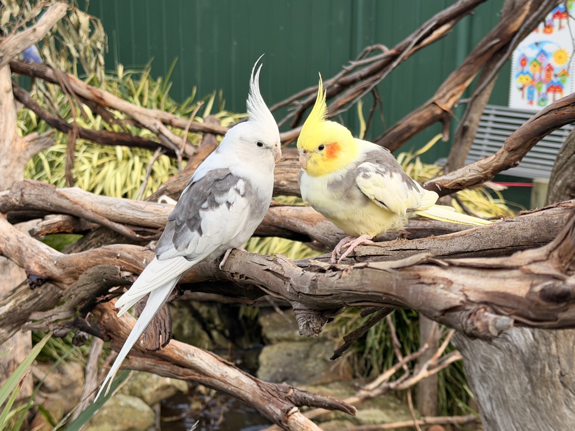 Cockatiels 2