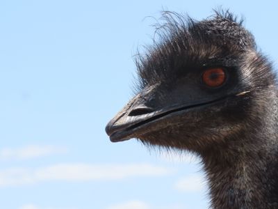 Ostrich