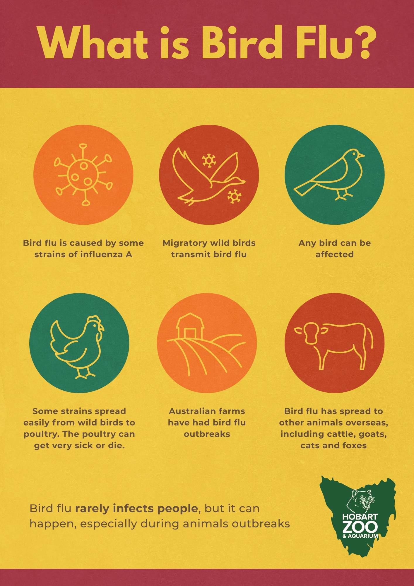 Bird Flu advice poster