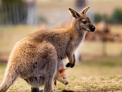 Grey Kangaroos