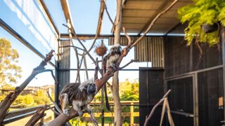 Hobart Zoo Banner Monkey 1600X900