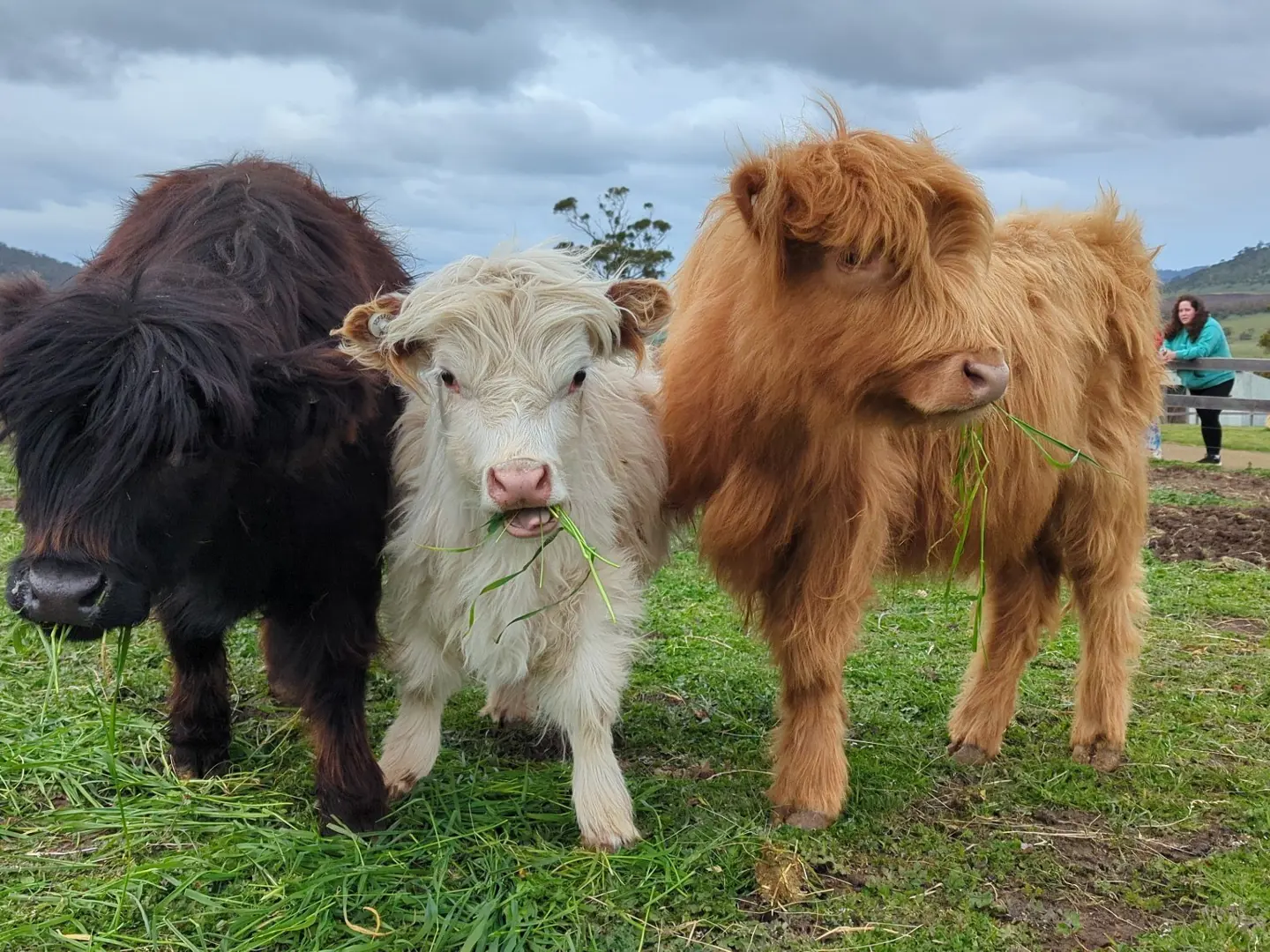 Mini Highland Cows