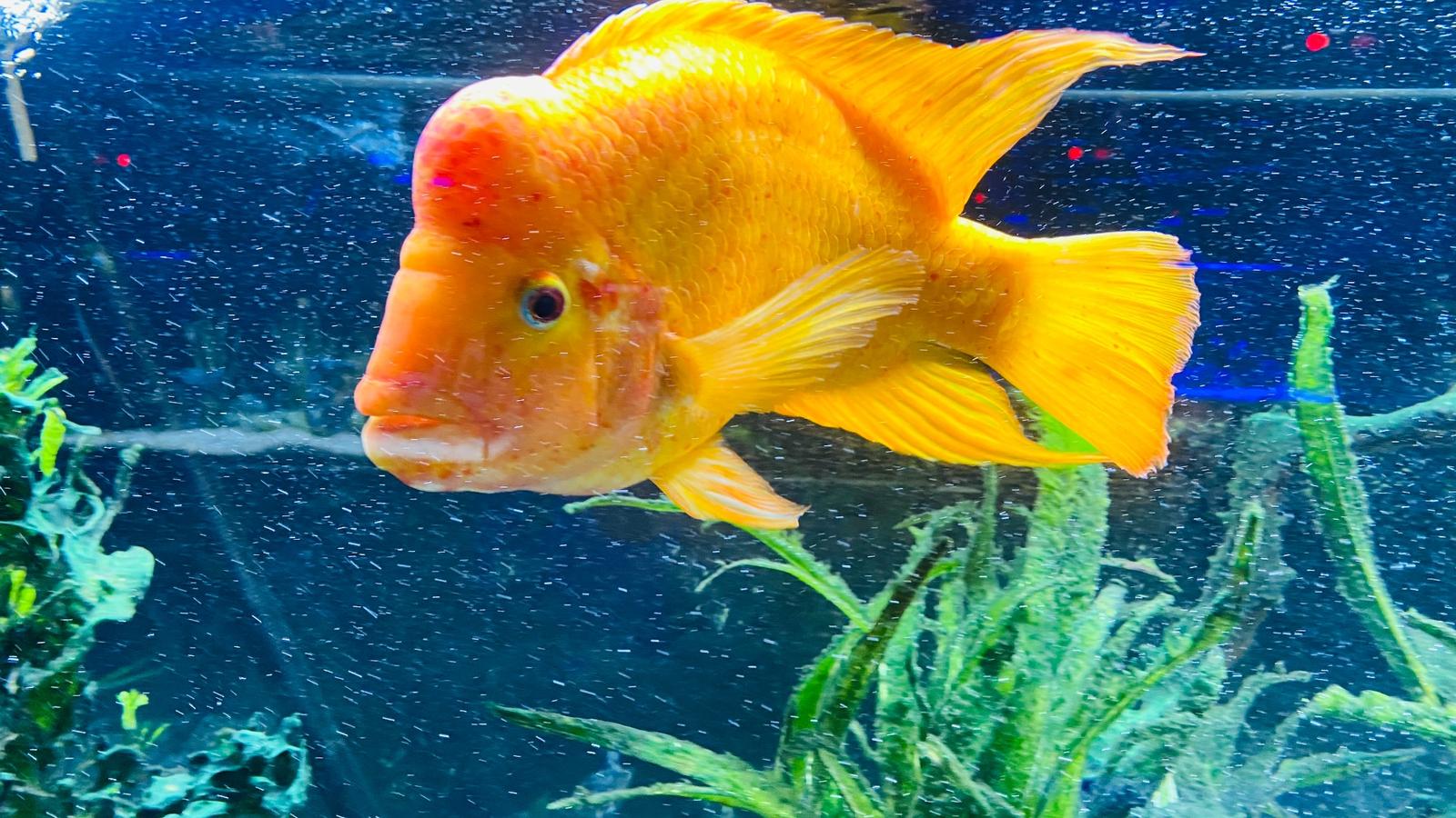 Golden Fish Banner 1600X900