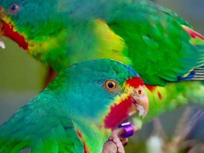 Swift Parrot (1)