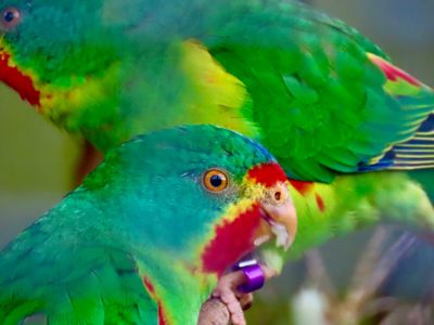 Swift Parrot (1)