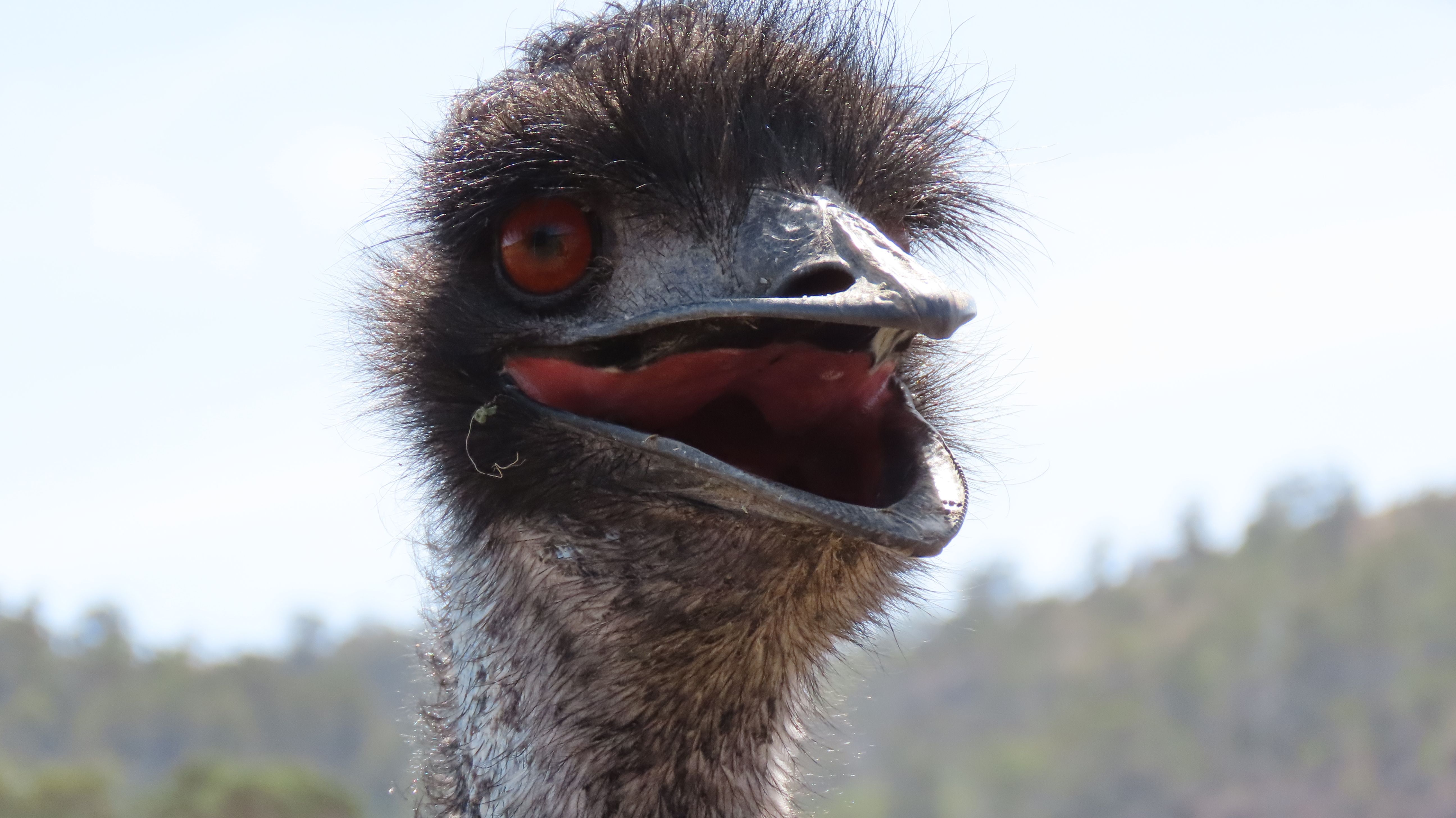 EMU