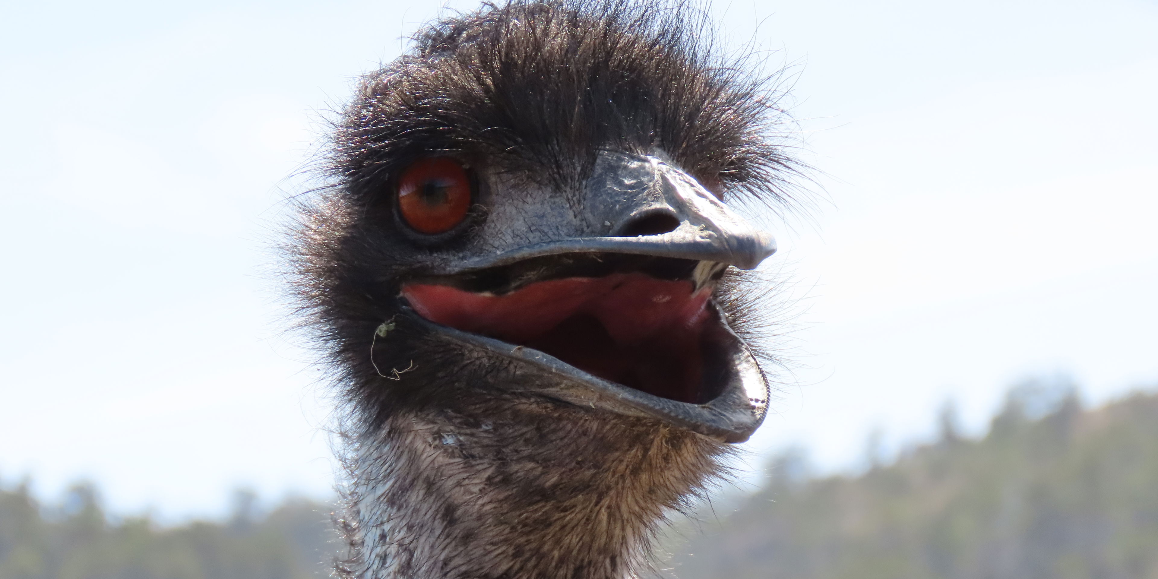 Emus