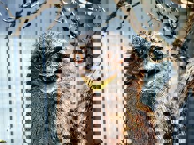 157443647 4167829643227683 7330301359781037883 N