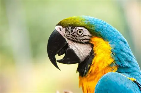 Macaw