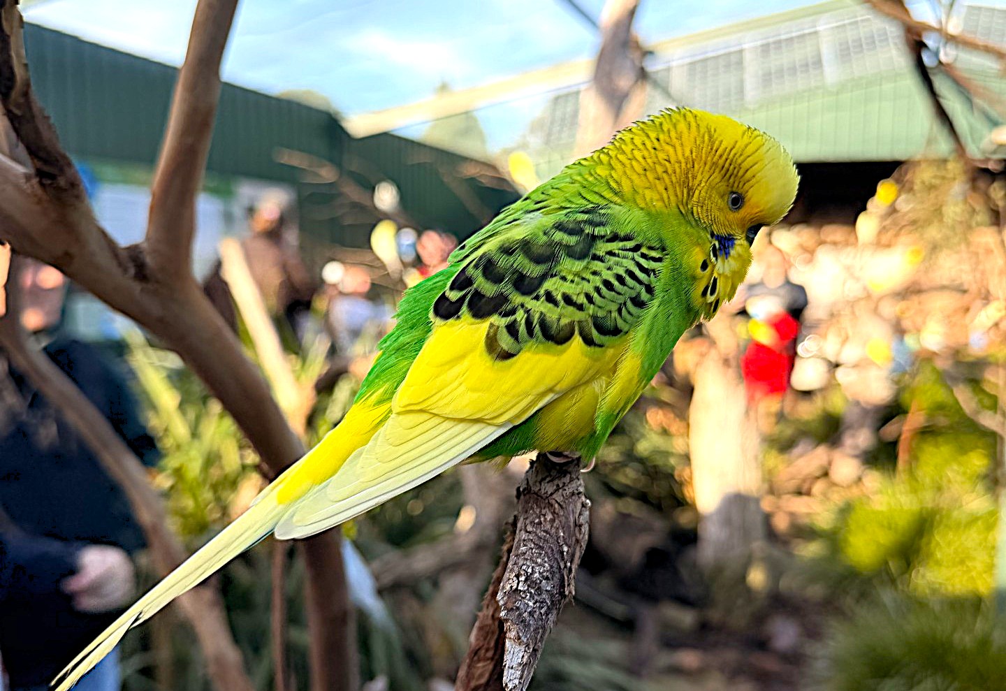 Budgie