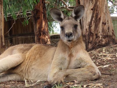 Eastern Grey Kangaroos2