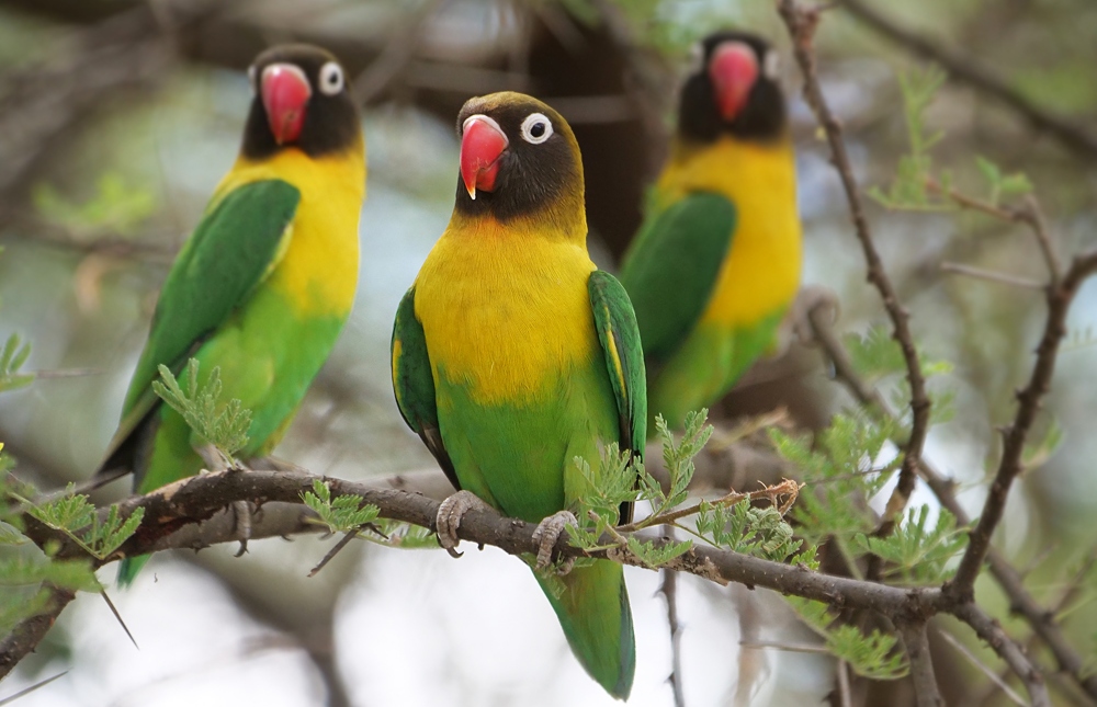 Masked Lovebird