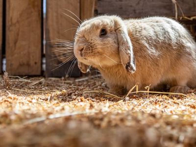 Rabbits